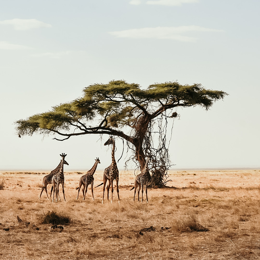 Kenya – safari
