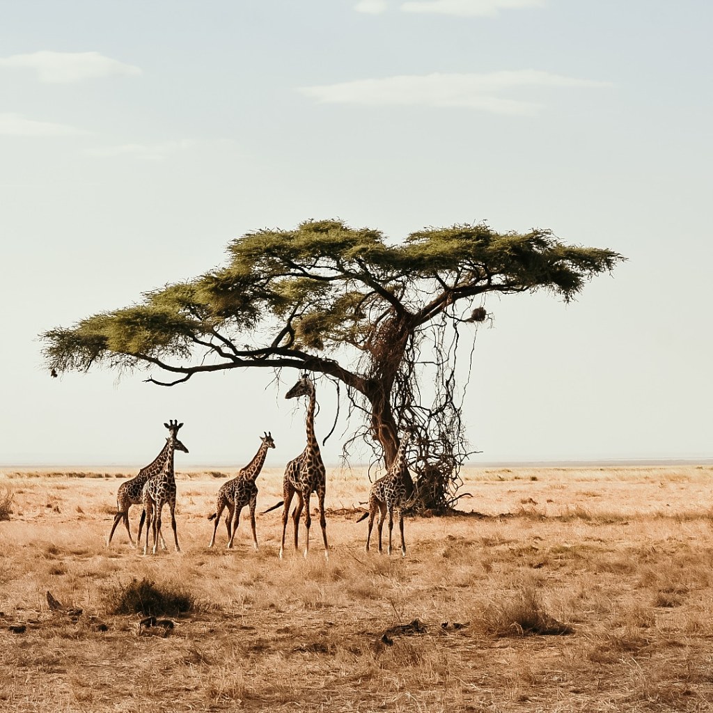 Kenya – safari